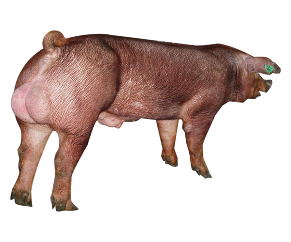 新美系杜洛克公猪